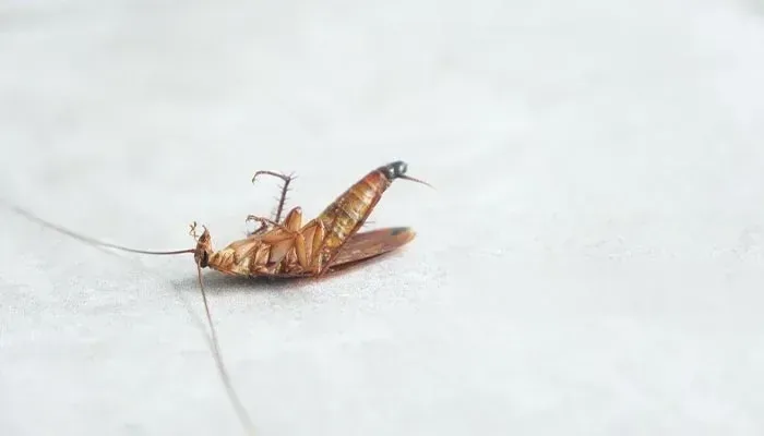 Dead Animal Removal