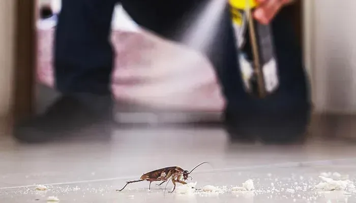 Flea Control Sydney