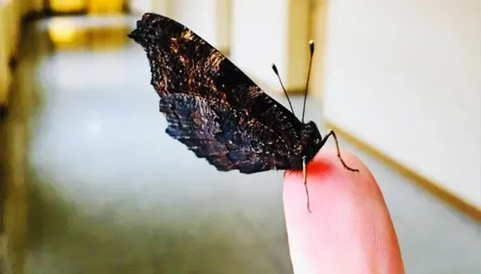 Moth Control Sydney
