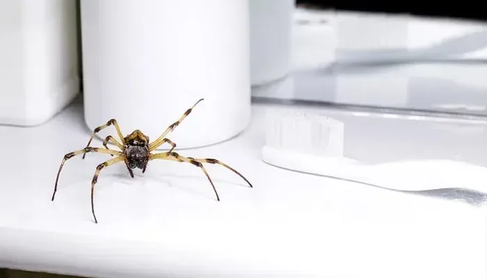 Spider Control Service