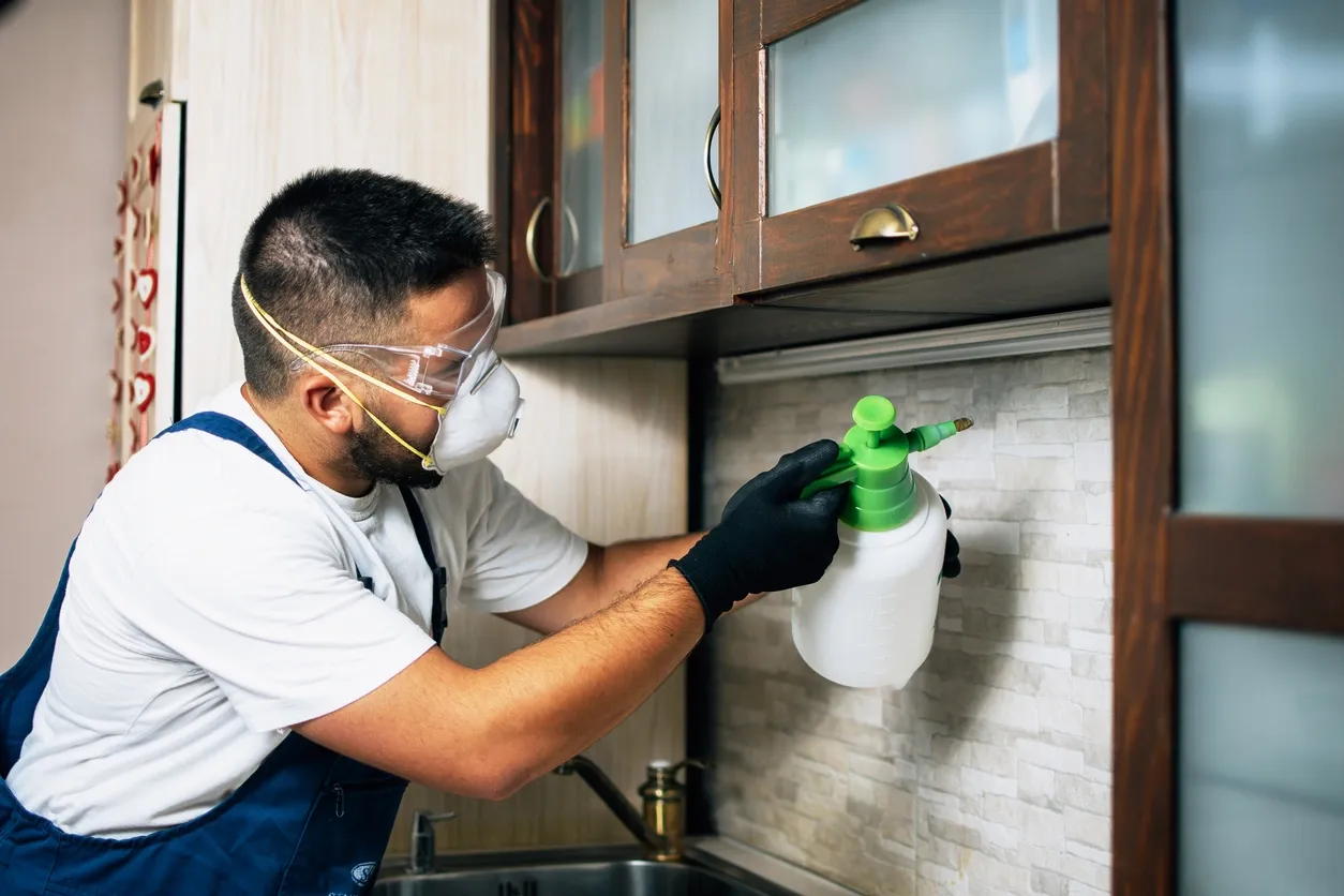 Professional spider control treatment being applied to the eaves of a Sydney home